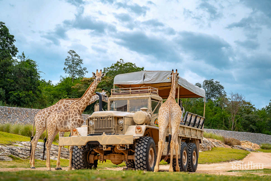 HH Football Academy - Hua Hin Safari - Main Sponsor - Girafe Safari